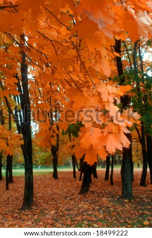 Beautiful Colorful Autumn Maple Leaves