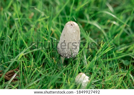 Close-up of a white dung mushroom in green grass. Macro photography. Panaeolus subalteatus. Hallucinogenic psilocybin containing mushroom entheogen