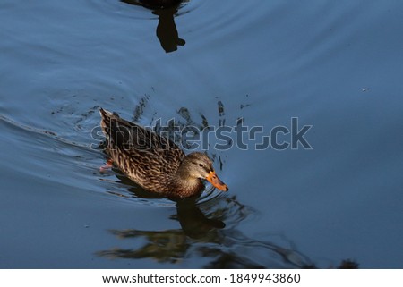 A female Mallard Duck paddles across a glassy lake