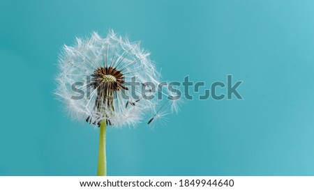 Macro dandelion at blue background. Freedom to Wish. Seed macro closeup. Goodbye Summer. Hope and dreaming concept. Fragility. Springtime. soft focus. Macro nature. Royalty-Free Stock Photo #1849944640