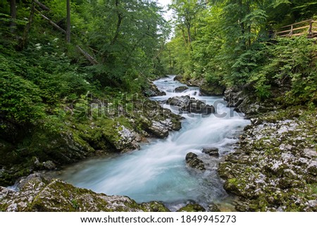 Wild stream in the forest. Stream bed in the Triglav National Park. European landscape. 