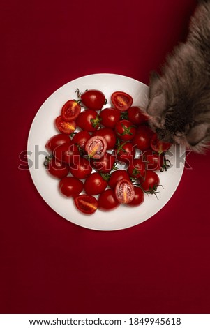 Cherry tomatoes on a white plate and a Norwegian forest cat on a red background, top view, focus on tomatoes