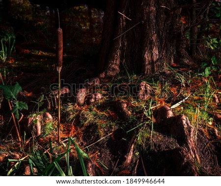 Close-up of a tree trunk with exposing roots and a cattail lit by the autumn sun