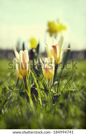Spring tulips in a sunlight. Added instagram effect