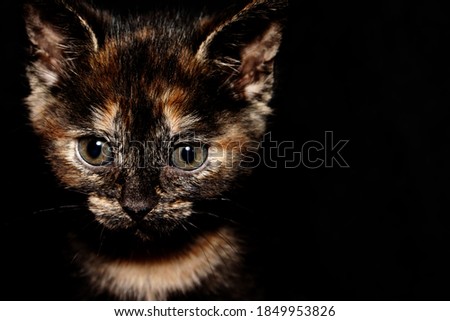 Face of a 2 month old kitten on a black background

