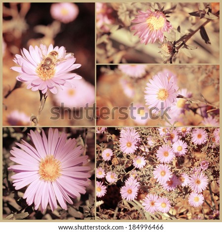 Vintage collage of autumn asters. Art floral background with paper texture overlay. Retro style.