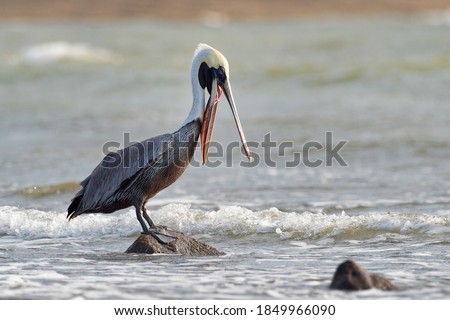 Brown pelican - Pelecanus occidentalis big bird of the pelican family, Pelecanidae, one of three species found in the Americas and one of that feed by diving into water. Flying and fishing  Royalty-Free Stock Photo #1849966090