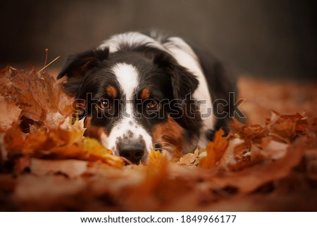 Typical autumn photography with sad australian shepherd female lying in the leaves. Dog in leaves. Autumn dog photography. 
