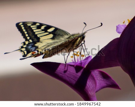 Beautiful butterfly Papilio machaon on the violet flower