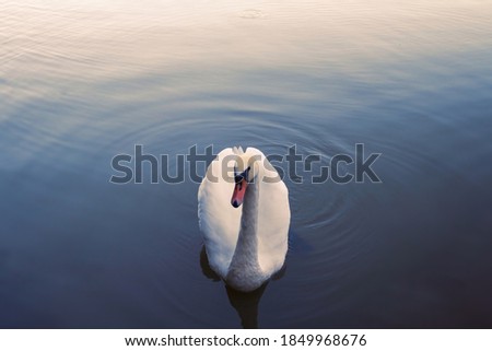 Swan on a Lake with copy space.