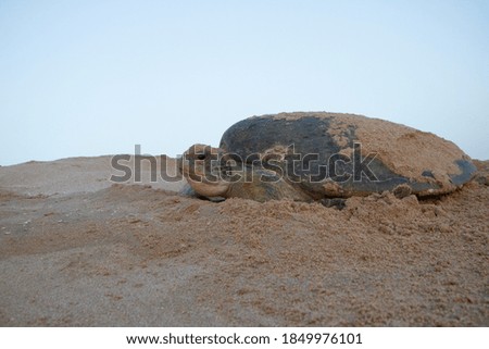 Turtles lay their eggs in the clean sandy beaches that characterize the Sultanate of Oman.