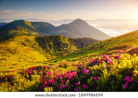 Pink rhododendron flowers on a sunny day. Location Carpathian mountains, Ukraine, Europe. Art photo of nature. Scenic image of the exotic place. Natural wallpaper. Discover the beauty of earth.