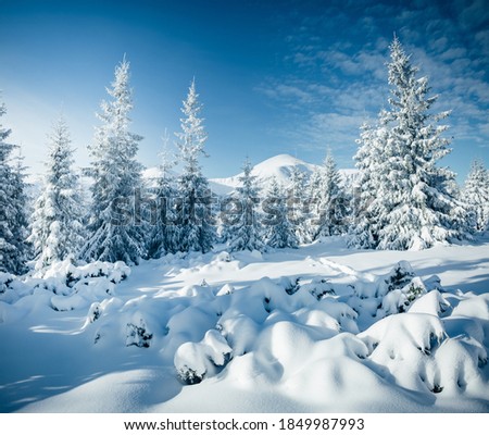Winter landscape with spruces in snow in frosty day. Location place Carpathian mountains, Ukraine, Europe. Wintry wallpapers. Christmas holiday concept. Happy New Year! Discover the beauty of earth.