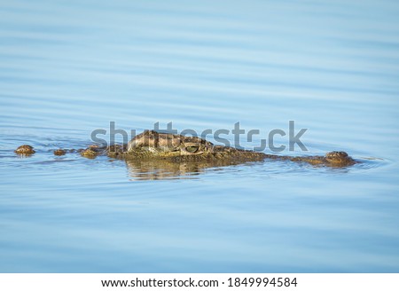 Nile crocodile swimming in calm water in Kruger Park in South Africa