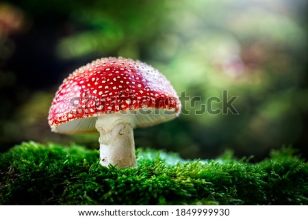 Amanita Muscaria mushroom or toadstool in the forest with copy space Royalty-Free Stock Photo #1849999930