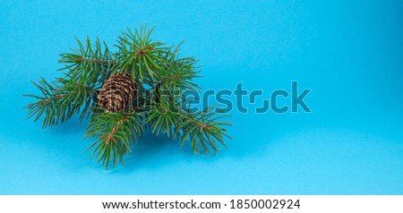 picture of christmas new year spruce branch