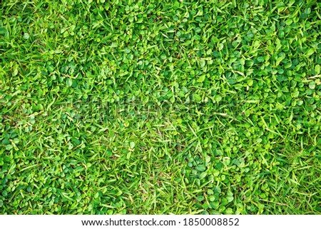 Natural green grass texture for background.Top view.
