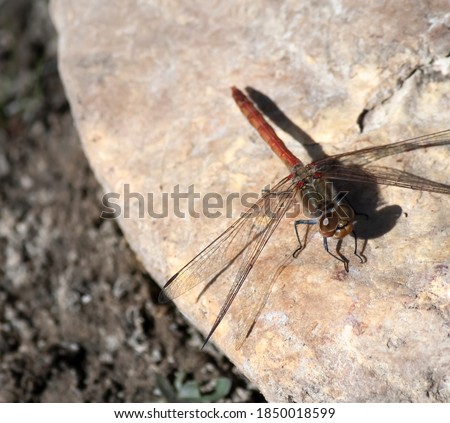 a dragonfly flies and lands on a stone on the ground while I take the picture. a nice insect.