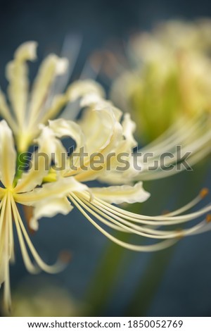 Lycoris Radiata flowers, autumn image