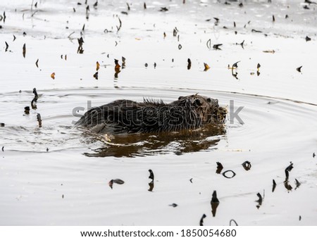 Beautiful full grown brown furred beaver in the snowfall. Winter picture, with ice and snow. This animal is chewing and eating in the half frozen lake.