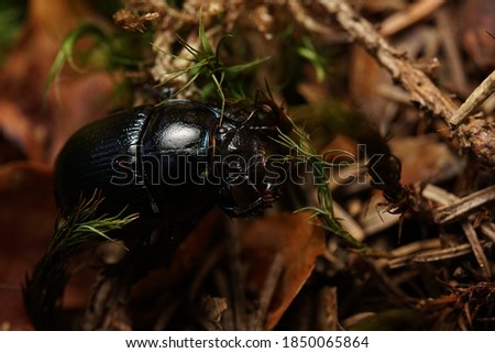 Macro picture of black beetle