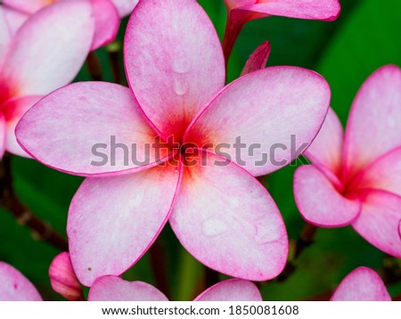 Pink Frangipani  (plumeria) flowers drops of water after the rain on the tree, closeup