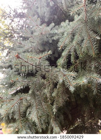 A spruce photo taken in the forest.