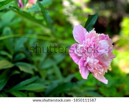 Peony flower soft pink color on a background of green leaves