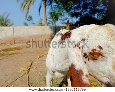 Capture of Pakistani goat.With selective focus on subject. the other name of this goat is (hotel Bakra).