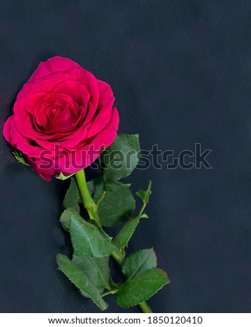 Beautiful single deep red Rose flower with green leaves closeup isolated on a black background. Beauty in nature flora photo.