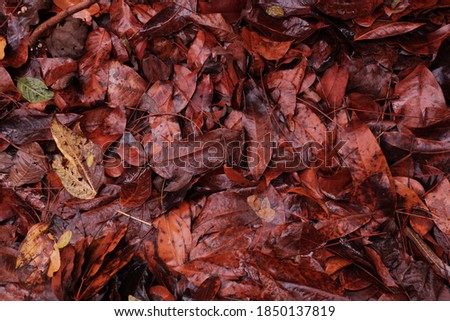 The dry leaves fell and got wet from the heavy rain. This image is suitable for the background.