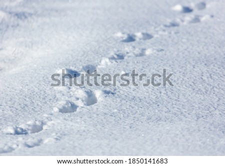 Dog footprints in the snow. Nature in winter