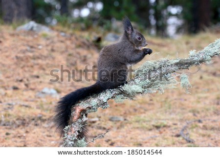 squirrel Sciurus vulgaris rodent mammal research in food supply feeders winter mountain coniferous forests mixed forests ear tufts pontresina Swiss Engadine National Park