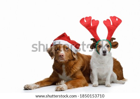 two funny dogs in Christmas hats. Holiday pets. The little Jack Russell and a great Nova Scotia Duck Tolling Retriever on white