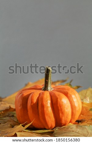 Halloween pumpkin and autumn leaves. Minimal Holiday season concept background. copy space . selective focus