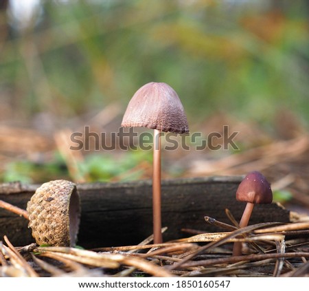 Beautiful closeup of forest mushrooms, autumn season. Wild fungus on a bed of moss, yellow leaves and pine needles. Blurred background.