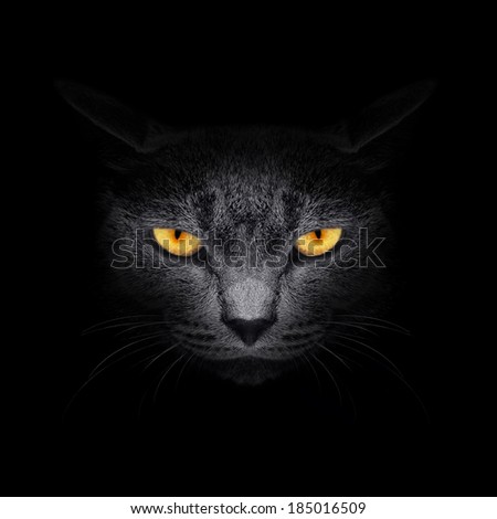 View from the darkness. Muzzle a cat on a black background.