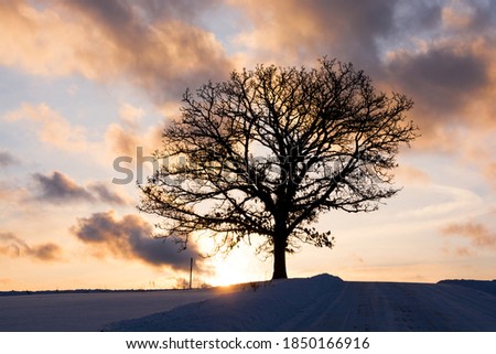 Oak tree stands on a hill at sunset in winter