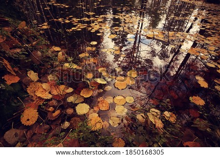 blurred abstract autumn weather background, view of autumn leaf fall