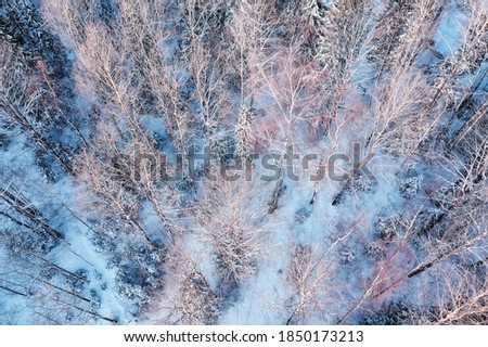 top view of a forest in winter, landscape of nature in a snowy forest, aero photo
