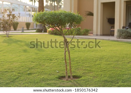 decorative trimmed trees on a summer sunny day