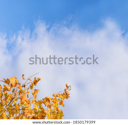 Autumn leaves with light blue sky and clouds. Yellow,Orange autumn foliage against fluffy clouds, Bright colour leave in fall season with copy space for end of fall seasons promotions background