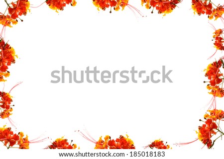 frame of flam boyant, pride of barbados or peacock flower on white background