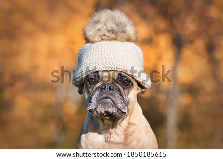 French Bulldog dog wearing warm bobble hat in front of blurry autumn background Royalty-Free Stock Photo #1850185615