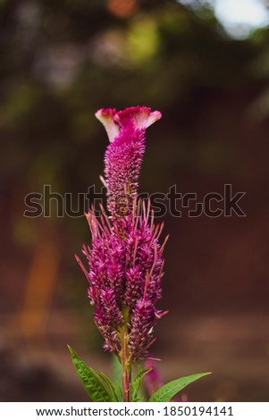           picture of flower taken in summer             