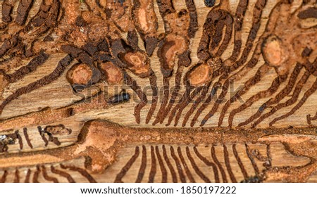 European spruce bark beetle (Ips typographus) in damaged wood with its corridors and chambers Royalty-Free Stock Photo #1850197222