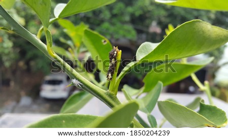 ulat or caterpillars on green plants in the garden.
