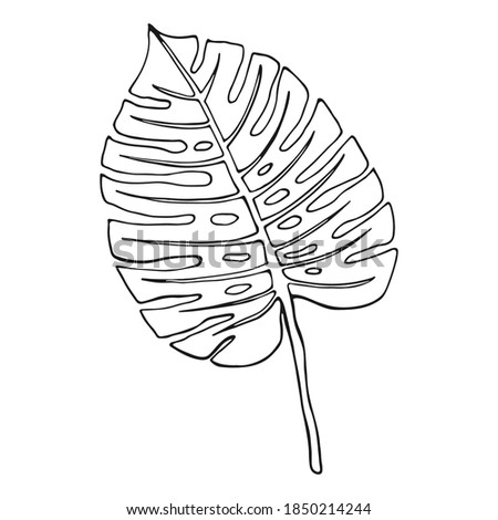 abstract tropical leaf isolated on white. Ink line drawn tropical leaf. Philodendron Leaf