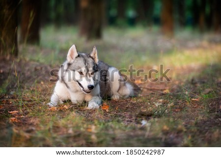 A young Siberian Husky is lying down in a forest. She has amber eyes, grey and white fur; the dog is angry and looks like a wolf. There are many trees with brown trunks in the background.