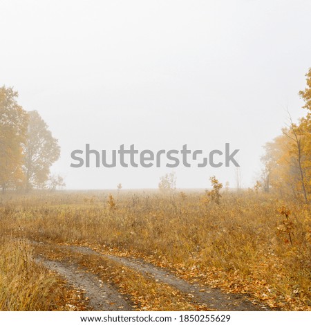 Morning autumn fog over a dry yellow meadow, forest and forest country path. Autumn landscape with fog